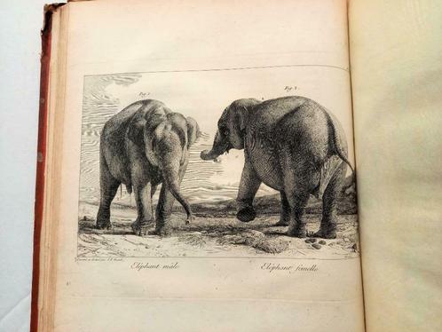 [Olifanten] Houel 1803 Histoire naturelle des deux Éléphants, Antiquités & Art, Antiquités | Livres & Manuscrits, Enlèvement ou Envoi
