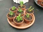 Kamerplant / Crassula Sunset, Huis en Inrichting, Kamerplanten, Minder dan 100 cm, Halfschaduw, Ophalen, Groene kamerplant
