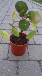 Pannenkoekenplant / Pilea peperomioides, Tuin en Terras, Halfschaduw, Vaste plant, Overige soorten, Ophalen
