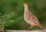 Ceylon frankolijn vrouw, Vrouwelijk, Wildzangvogel, Geringd