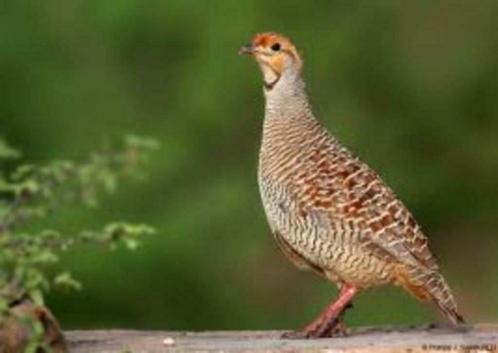 Ceylon frankolijn vrouw, Dieren en Toebehoren, Vogels | Overige Vogels, Wildzangvogel, Vrouwelijk, Tam, Geringd