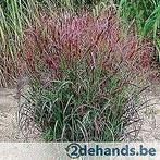 siergras  panicum  rotstraalbusch, Tuin en Terras, Planten | Tuinplanten, Ophalen