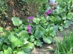 Schoenlapperplanten (Bergenia) "Abendglut"€ 1,50 per plant, Tuin en Terras, Bodembedekkers, Vaste plant, Ophalen of Verzenden