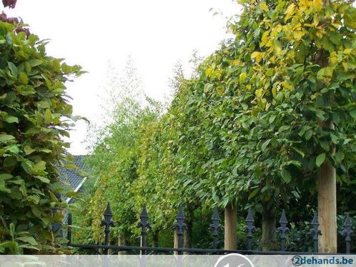 leibomen - leilinde - dakplataan, enz., Jardin & Terrasse, Plantes | Arbres, Espalier, Enlèvement