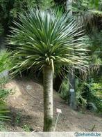 drakenbloedboom (de echte), Tuin en Terras, Planten | Bomen, Ophalen of Verzenden, Zomer, Halfschaduw