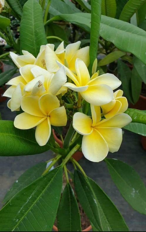 Plumeria  Rubra, Maison & Meubles, Plantes d'intérieur, Autres espèces, 150 à 200 cm, Plante à fleurs, Plein soleil, Enlèvement ou Envoi