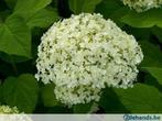 Hortensia Annabelle of Hydrangea Annabelle, Bodembedekkers, Ophalen of Verzenden