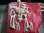 skelet voor opleiding kine of geneeskunde, Ophalen of Verzenden