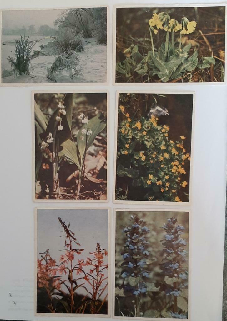 47 photos faunaflor II ( côte d' or ) images parfait état, Collections, Collections Autre, Enlèvement ou Envoi