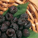 Zwarte Frambozen mooi en heerlijk super gezonde vruchten, En pot, Printemps, Autres espèces, 100 à 250 cm