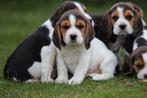 Beagle pups - Belgisch Beagle fokker