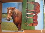 postkaarten paarden +100 verschillende, Verzamelen, Postkaarten | België, Ophalen of Verzenden