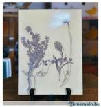 herbier plante de l'écosse  dans cadre vitré, Enlèvement ou Envoi