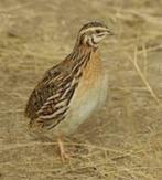 NOUVEAUX OISEAUX, Domestique, Oiseau chanteur sauvage, Plusieurs animaux