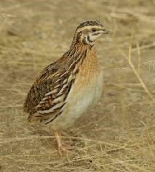 NIEUWE VOGELS, Dieren en Toebehoren, Vogels | Overige Vogels, Wildzangvogel, Meerdere dieren, Tam, Geringd