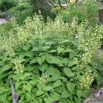 Salvia glutinosa, Halfschaduw, Zomer, Vaste plant, Ophalen of Verzenden
