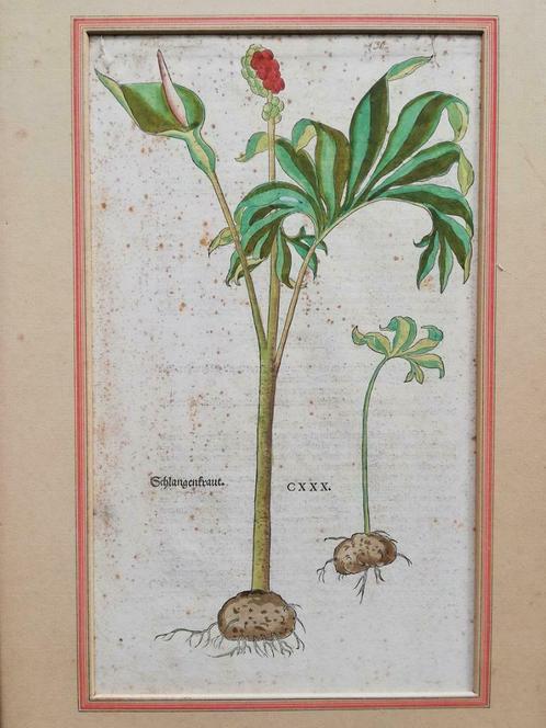 Mooie houtgravure - Slangenwortel - Leonart Fuchs - 1543, Antiek en Kunst, Kunst | Etsen en Gravures, Ophalen of Verzenden