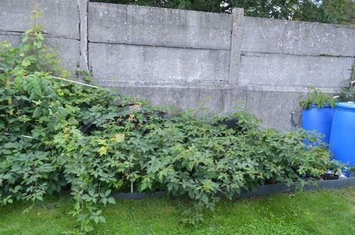 murier, Tuin en Terras, Planten | Struiken en Hagen, Struik, Overige soorten, Minder dan 100 cm, Ophalen