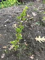 Lonicera maygreen, Vaste plant, Ophalen of Verzenden, Bloeit niet, Volle zon
