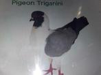 Pigeon Triganini, Sexe inconnu, Autres espèces
