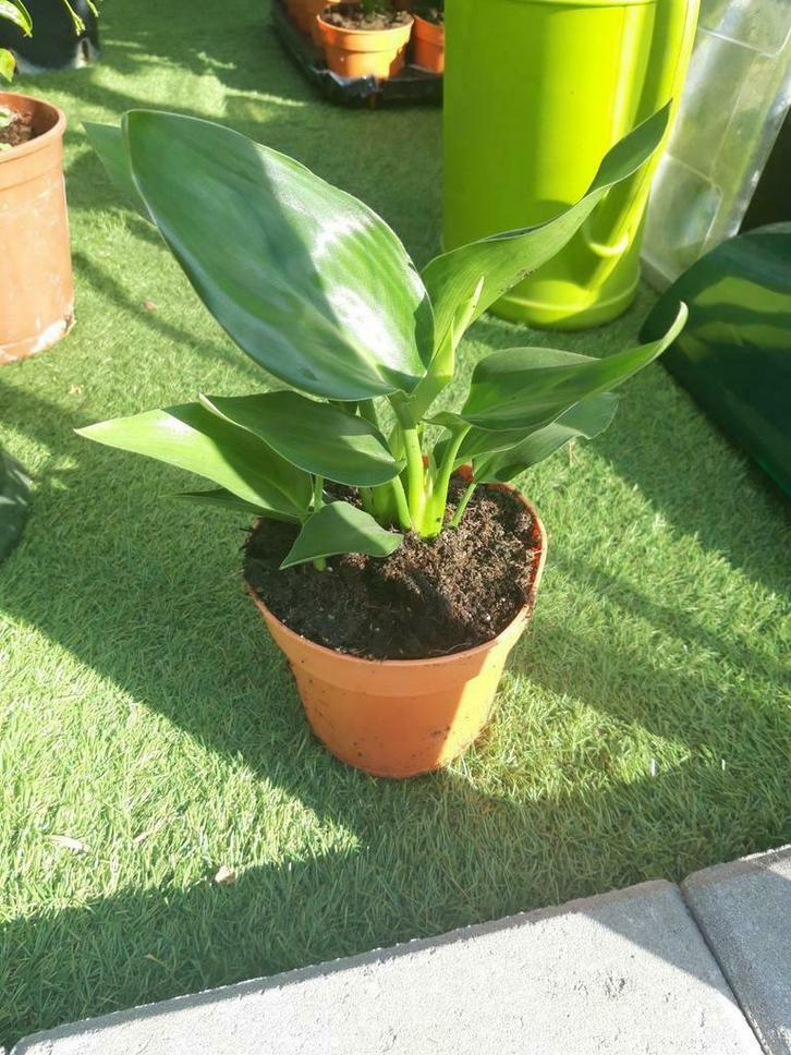 Strelitzia Reginea ( paradijsvogelbloem), Tuin en Terras, Planten | Tuinplanten, Vaste plant, Overige soorten, Volle zon, Zomer