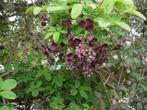 Arbustes à fleurs Grimpants,, Akébia, , jasmin d'hiver, Jardin & Terrasse, Moins de 100 cm, Autres espèces, Arbuste
