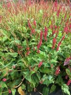 Persicaria - Duizendknoop, Tuin en Terras, Ophalen