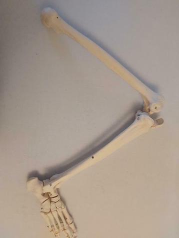 Anatomisch skelet - arm / been, Enlèvement, Comme neuf