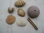 copuillages, Collections, Enlèvement, Coquillage(s)