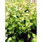 KIWI PLANTEN "JENNY", zelfbestuivend, in pot gekweekt, 7,5€/, Vaste plant, Fruitplanten, Ophalen of Verzenden, Lente