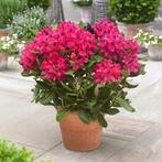 RODODENDRON     NOVA  ZEMBLA IN  4 LITERPOT, Tuin en Terras, Planten | Struiken en Hagen, Ophalen of Verzenden, Rhododendron, Struik