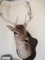 Taxidermie opgezet damhert wit, Ophalen