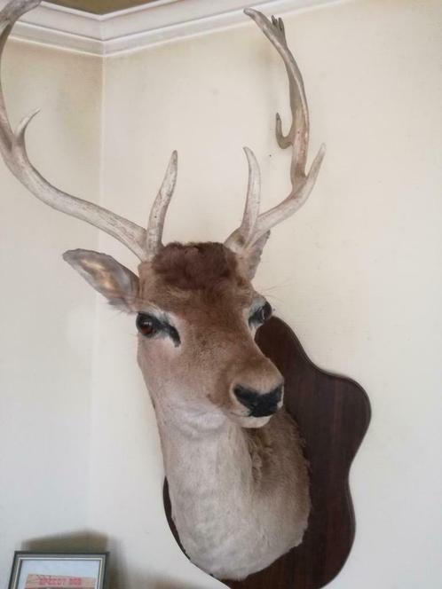 Taxidermie opgezet damhert wit, Verzamelen, Dierenverzamelingen, Ophalen