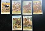 Liebig prentjes "Loopvogels", Verzamelen, Ophalen of Verzenden, Zo goed als nieuw, 1940 tot 1960, Dier