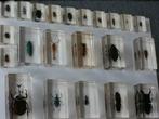 Insectes en résine époxy (22pcs), Collections, Utilisé, Enlèvement ou Envoi