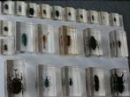 Insectes en résine époxy (22pcs), Collections, Utilisé, Enlèvement ou Envoi