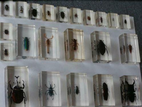 Insekten in epoxyhars(22st), Verzamelen, Overige Verzamelen, Gebruikt, Ophalen of Verzenden