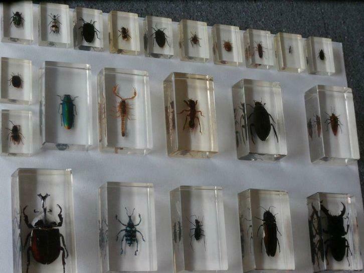 Insekten in epoxyhars(22st), Verzamelen, Overige Verzamelen, Gebruikt, Ophalen of Verzenden