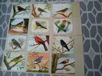 POSTKAARTEN VOGELS (uitgegeven P. SLUIS), Verzamelen, Ophalen of Verzenden
