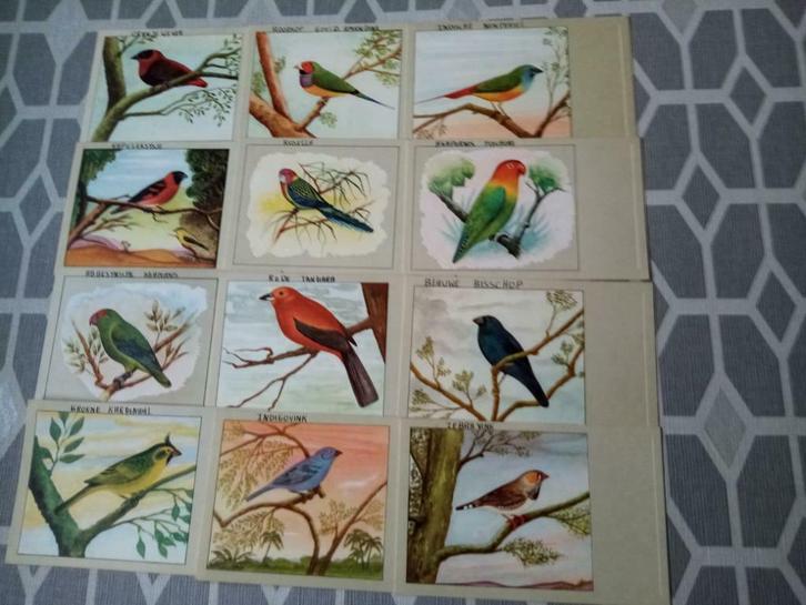 POSTKAARTEN VOGELS (uitgegeven P. SLUIS), Verzamelen, Postkaarten | Dieren, Ophalen of Verzenden