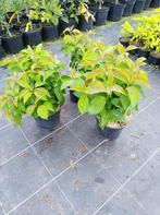 Cornus stolonifera 'Kelsey's dwarf' : bodembedekkers, struik, Tuin en Terras, Ophalen, Bodembedekkers, Vaste plant, Halfschaduw