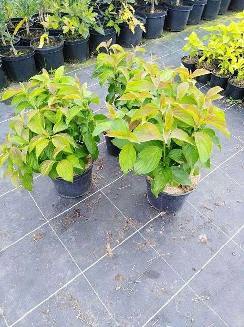 Cornus stolonifera 'Kelsey's dwarf' : bodembedekkers, struik, Tuin en Terras, Planten | Tuinplanten, Vaste plant, Bodembedekkers