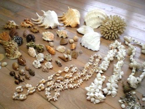Schitterende collectie. 57 schelpen koraal kettingen Excelle, Verzamelen, Overige Verzamelen, Zo goed als nieuw, Ophalen
