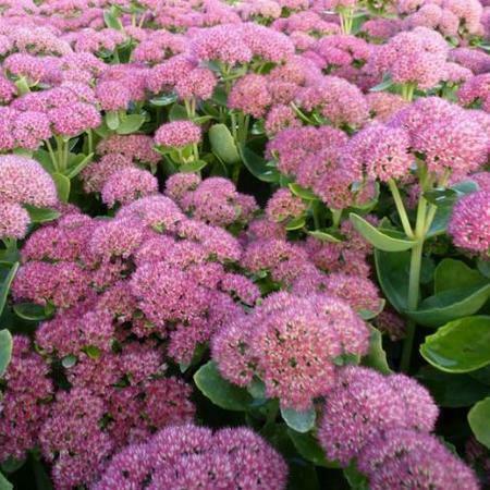 Sedum spectabile   ‘herbstfreude’, Tuin en Terras, Planten | Tuinplanten, Volle zon, Herfst, Ophalen