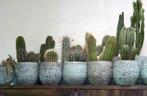 Cactussen groot en klein - verschillende soorten, Cactus, En pot, Plante à fleurs, Plein soleil