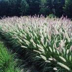 Pennisetum  alopecuroides, Tuin en Terras, Herfst, Ophalen, Volle zon