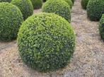 Gezonde Buxus bollen, Autres espèces, Enlèvement ou Envoi, Ne fleurit pas, Plante fixe