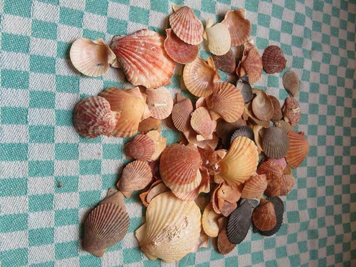 Mantelschelpen, Verzamelen, Dierenverzamelingen, Gebruikt, Ophalen of Verzenden
