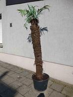 3 troncs de palmiers, couronne artificielle, Jardin & Terrasse, Enlèvement, Palmier