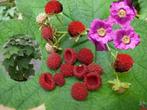 Kaneelframboos rosé geurige bloemen en heerlijke frambozen, Halfschaduw, Minder dan 100 cm, Ophalen of Verzenden, In pot